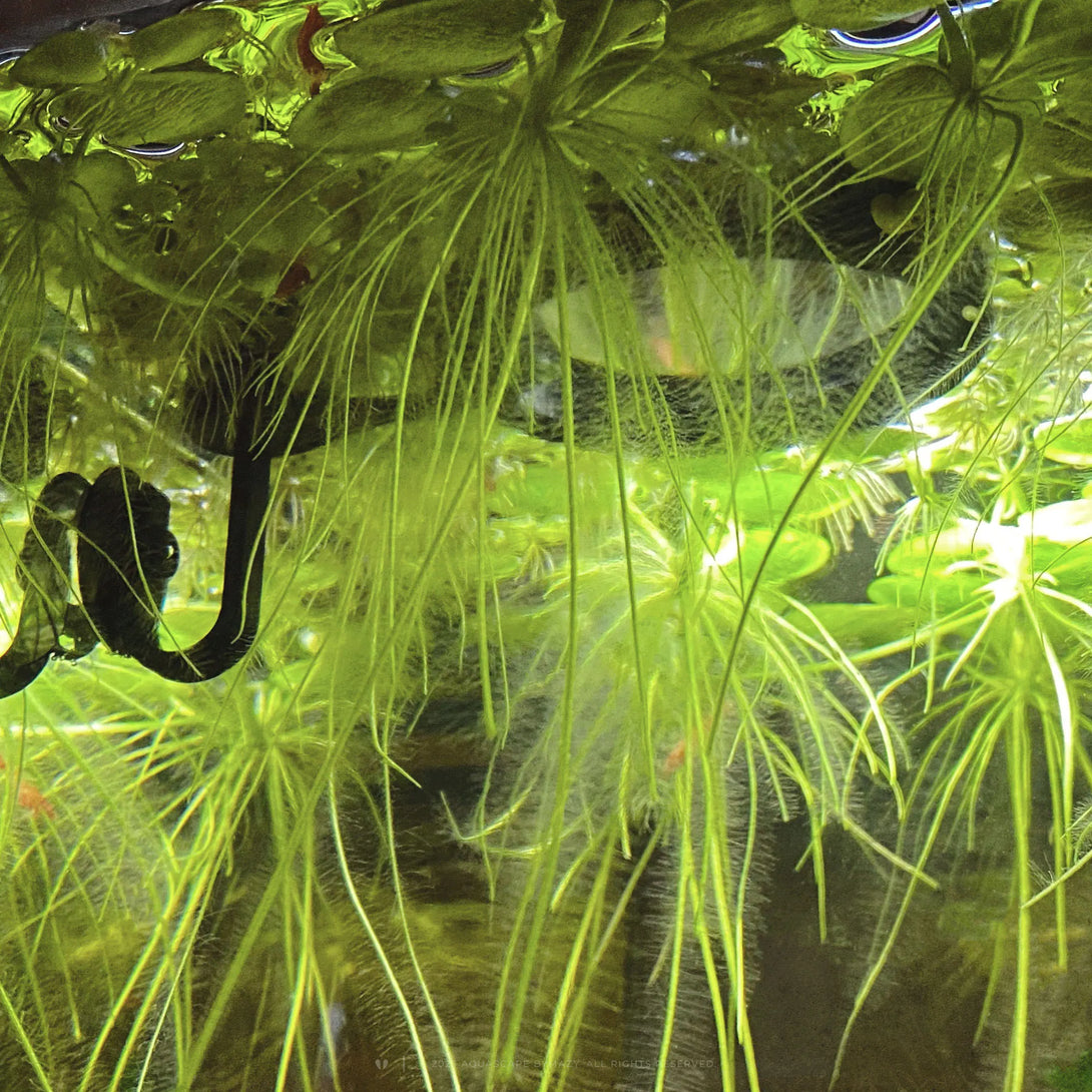 Fish tank portal with lock in place system, aquarium plant corral to contain frogbit floating aquarium plants.