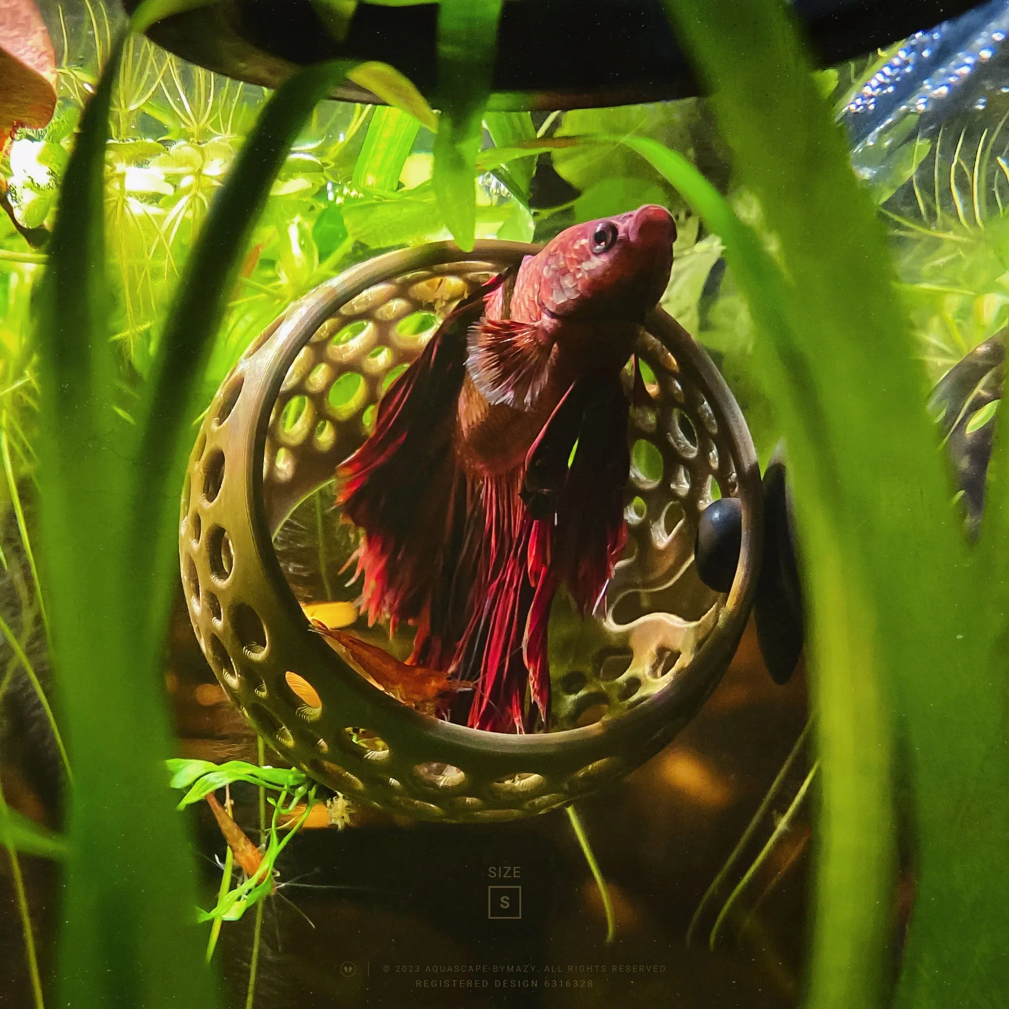 Betta aquascape hotsell