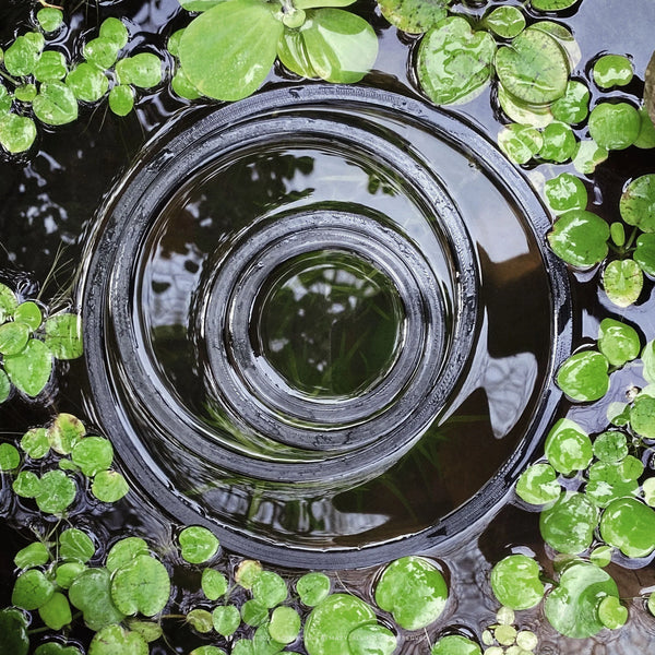 Floating circle fish feeding ring in a pond with floating aquarium plants frogbit, duckweed, water lettuce.