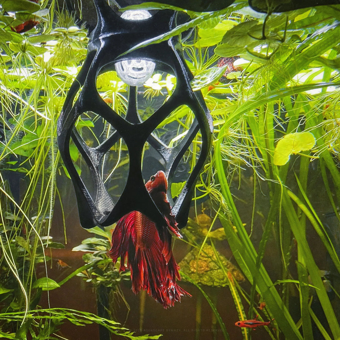 Floating Betta Play-Ground with Frozen Fish Food / Worm Feeding Station