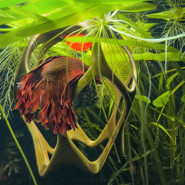 Floating aquarium ornament with frozen food feeder for betta fish. Exquisite picture of a red betta fish hanging in the middle of a floating cave log. Interactive tank decor and play. t4option0_0