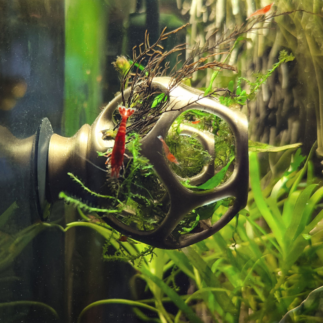 Shrimps or shrimp lets maze and hideaway that can  be also used as a plant holder.t4option0_0