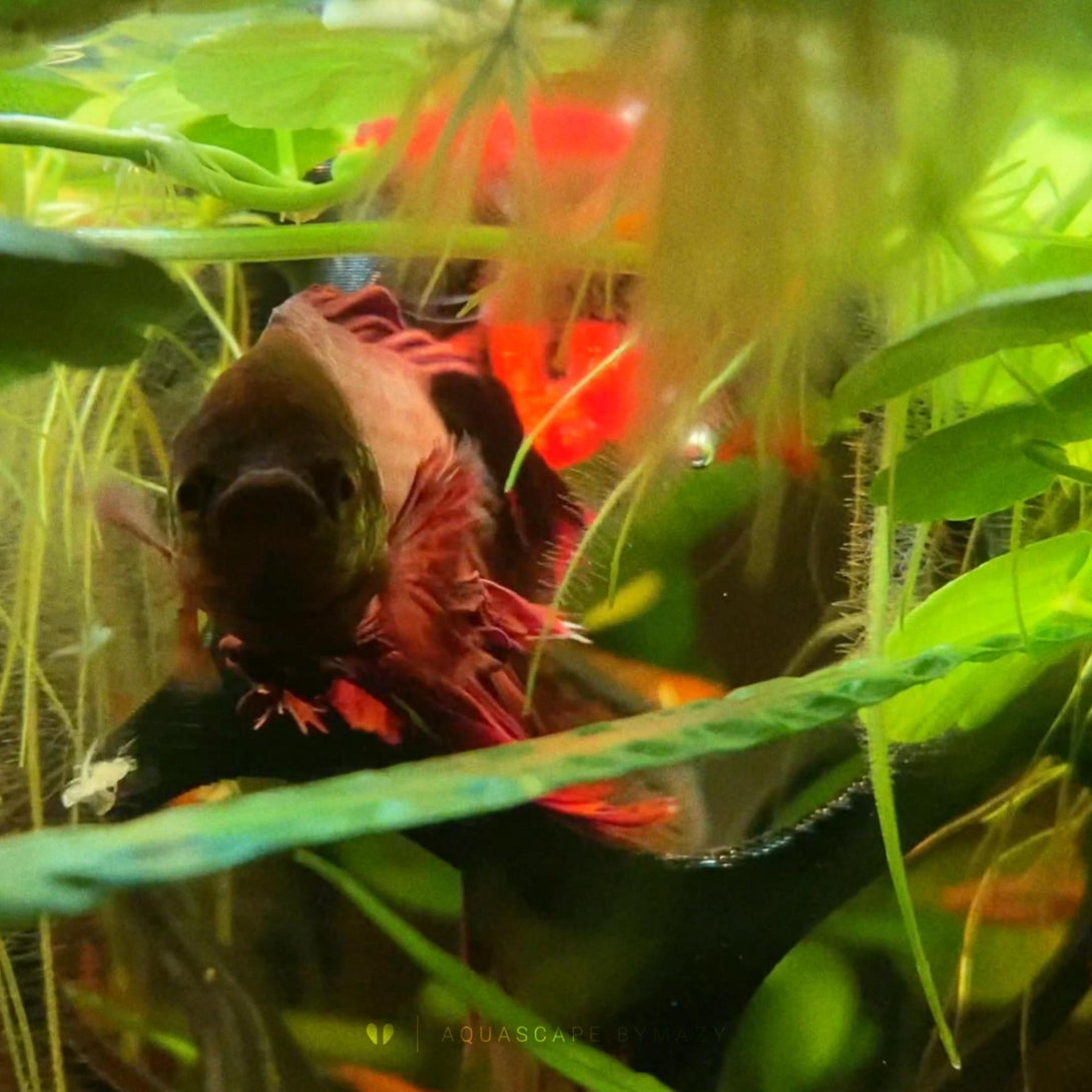 Floating Betta Play-Ball with Live/Frozen Fish Food / Worm Feeder Cone