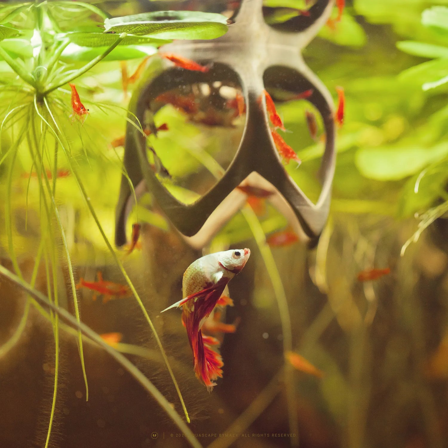 Mii floating betta toy aquarium decor. t4option0_0