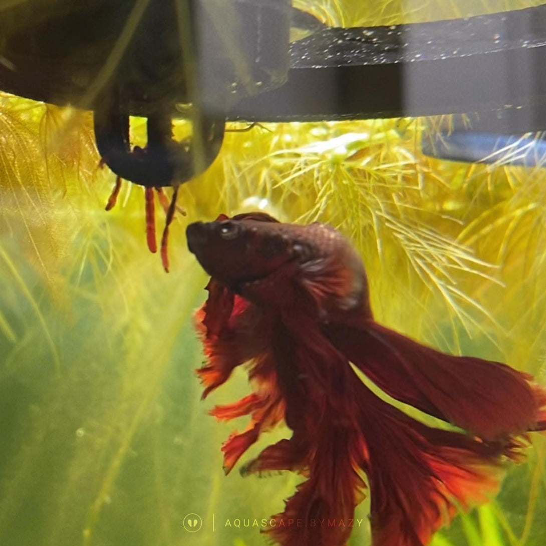 betta fish accessories uk Betta Fish Feeding Ring with Worm Feeder Cone