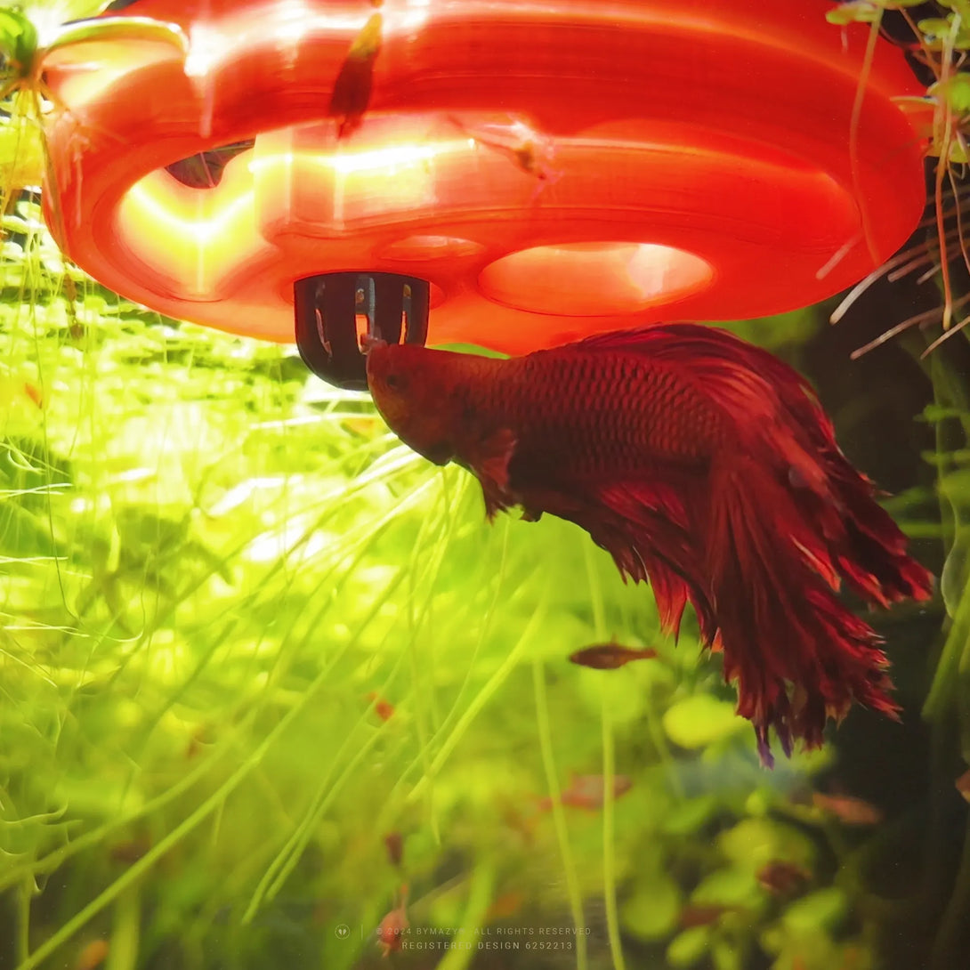 Jack-O-Lantern Pumpkin Floating Feeding Station/Ring - Fish Tank Portals